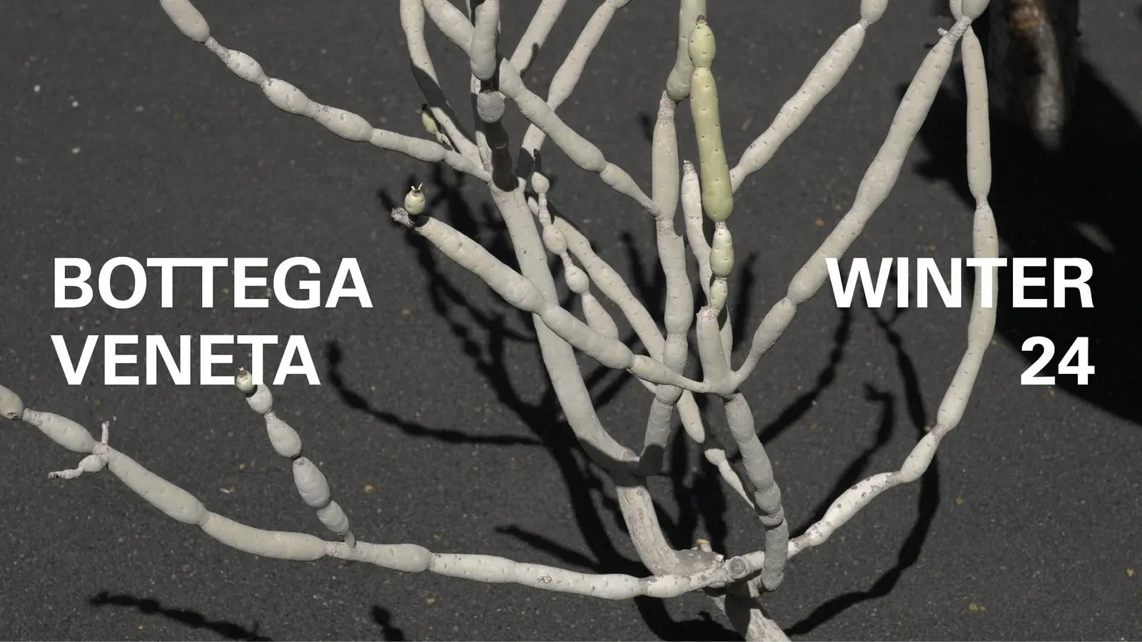 Bottega Veneta Captures Nature’s Reflection in Winter ’24 Collection Teaser