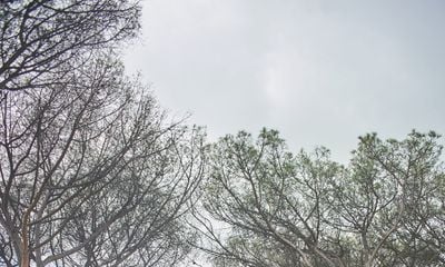 FENDI’s Urban Biodiversity Project: Revitalizing Rome’s Endangered Pine Forest