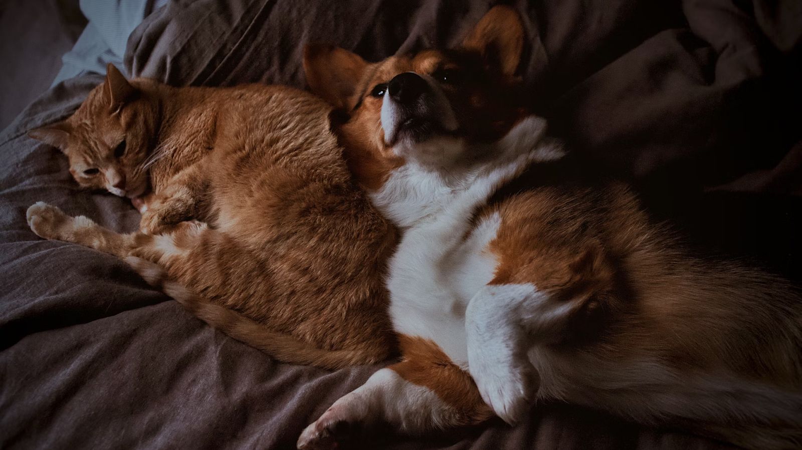 How to Treat Your Pet with the Care that It Deserves