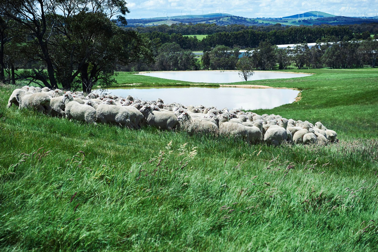 A flock of sheep grazing on a lush green pasture, with a serene pond in the background, set against a picturesque rural landscape.