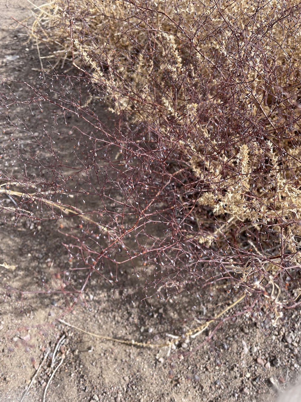 Marguerite Humeau Title: On Orisons (Nodding Buckwheat) Year: 2022 Materials: Photograph Image Credit: Marguerite Humeau, Courtesy of the artist Marguerite Humeau
Title: On Orisons
Year: 2022
Materials: Photograph
Image Credit: Marguerite Humeau Courtesy the artist