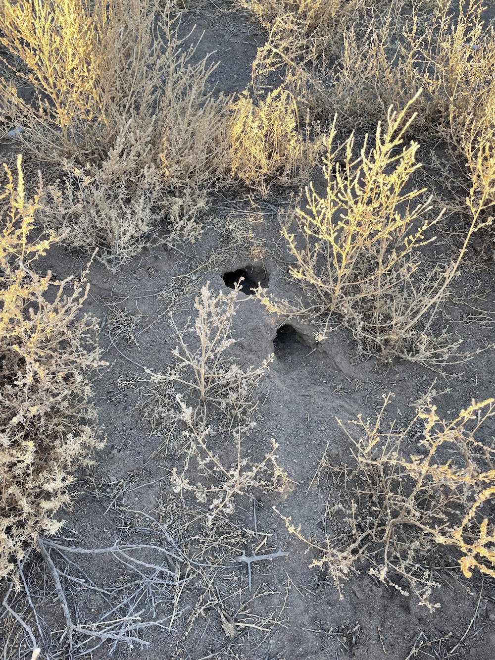 Marguerite Humeau Title: Holes in the Orisons ground Year: 2022 Materials: Photograph Image Credit: Marguerite Humeau, Courtesy of the artist Marguerite Humeau
Title: Holes in the Orisons ground Year: 2022
Materials: Photograph
Image Credit: Marguerite Humeau Courtesy the artist