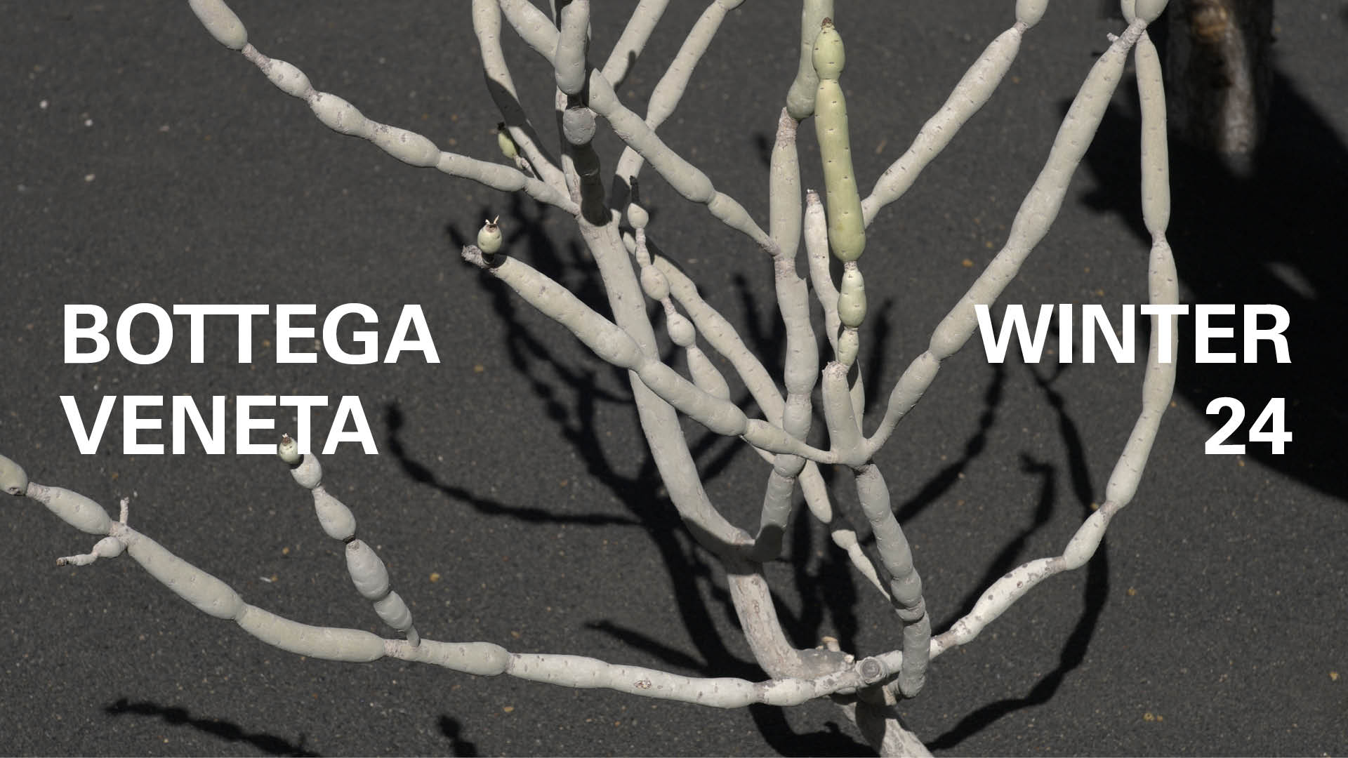 Bottega Veneta Captures Nature’s Reflection in Winter ’24 Collection Teaser