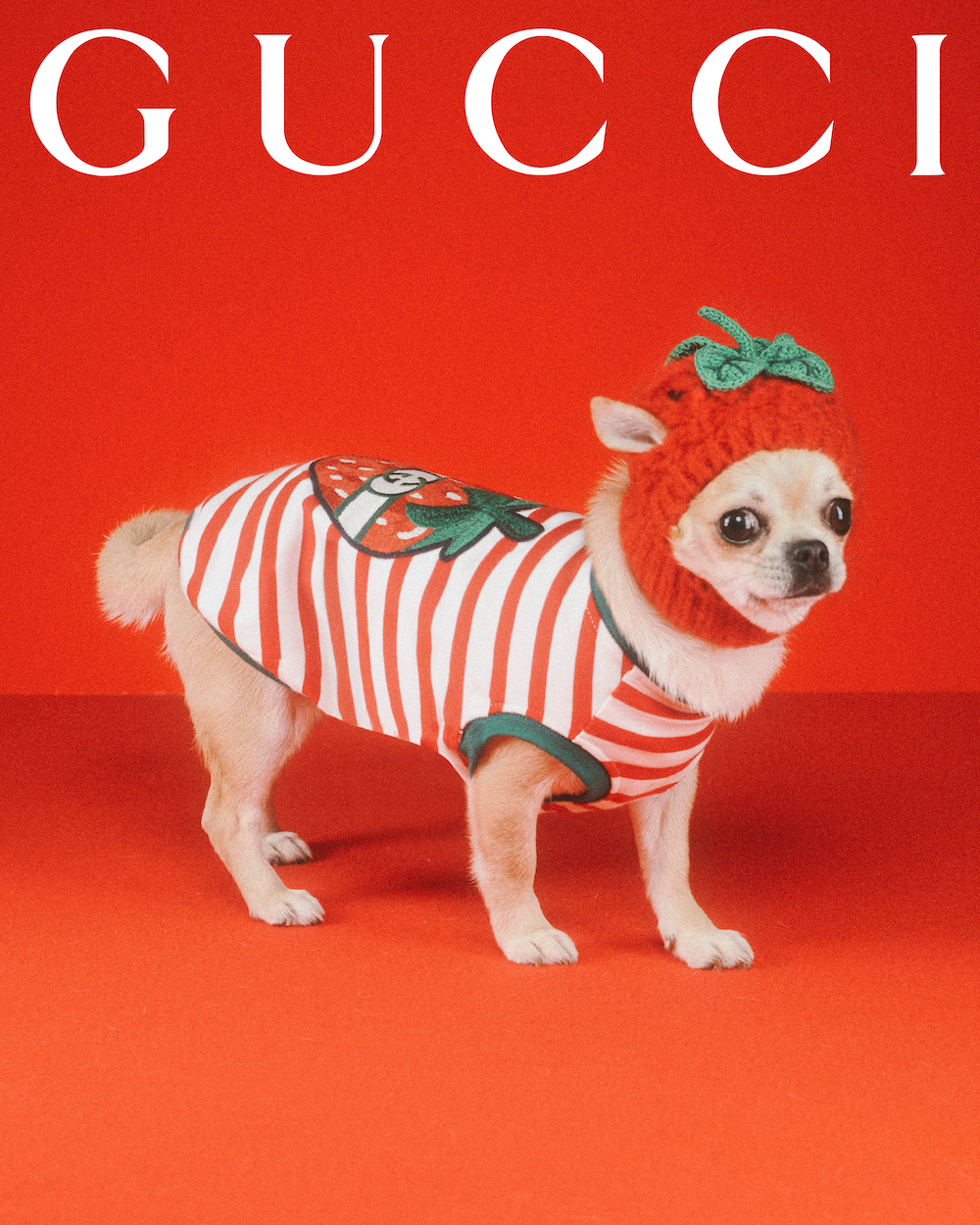 Gucci unveils its first-ever Gucci Pet Collection