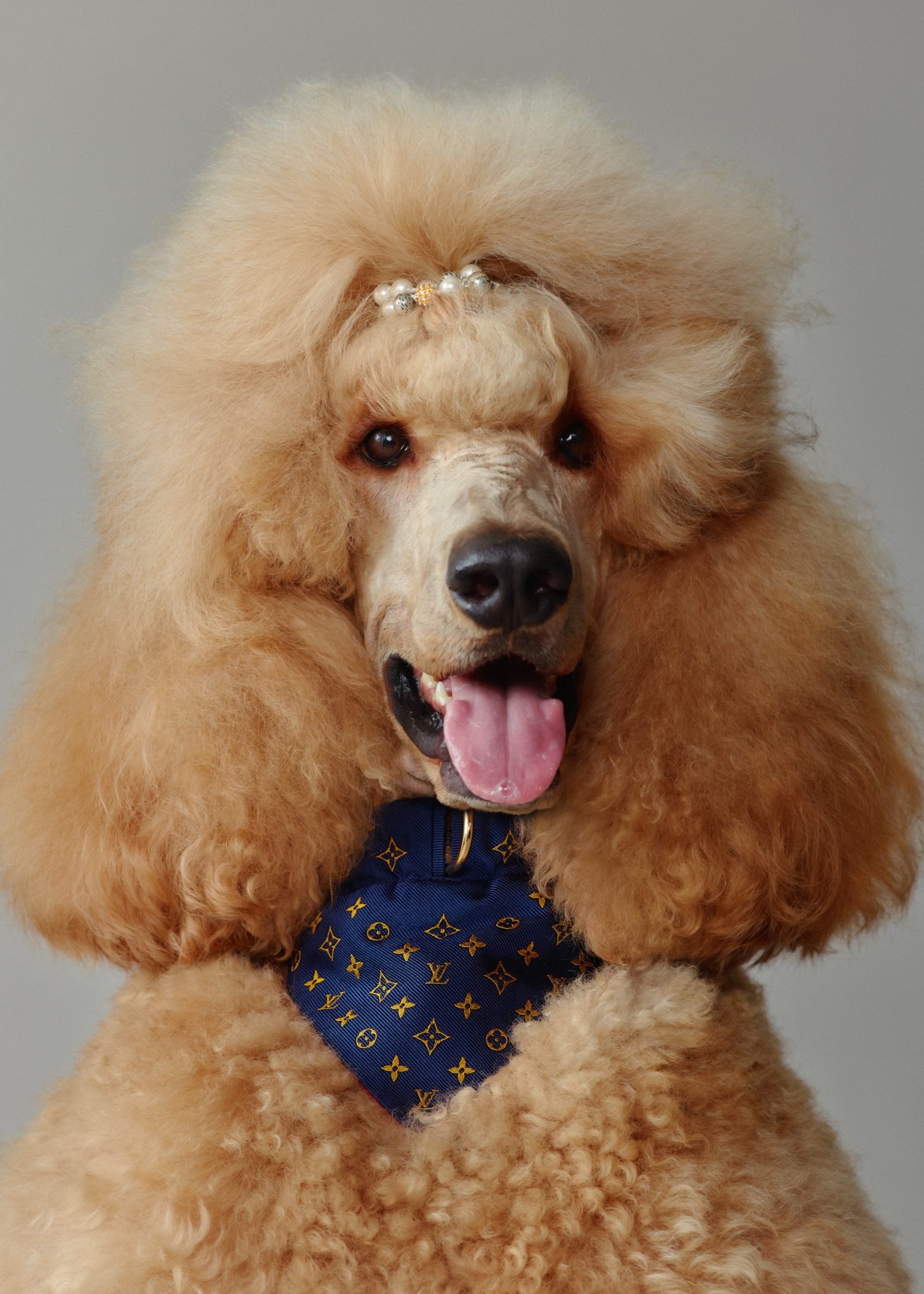 A Standard Poodle showcases Louis Vuitton's new Dog LVππππ Monogram bandana in navy blue and gold, paired with a pearl hair accessory. (Photo: Courtesy of Louis Vuitton)