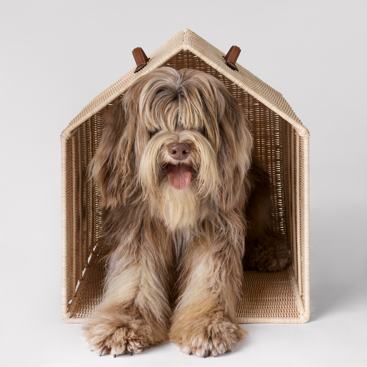 Home Away From Home: The Celine Dog House Carrier