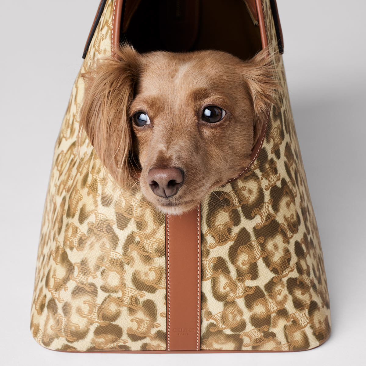 Sophisticated Safari: The Celine Dog Cabas Merges Classic Triomphe Canvas with Bold Leopard Print Calfskin
