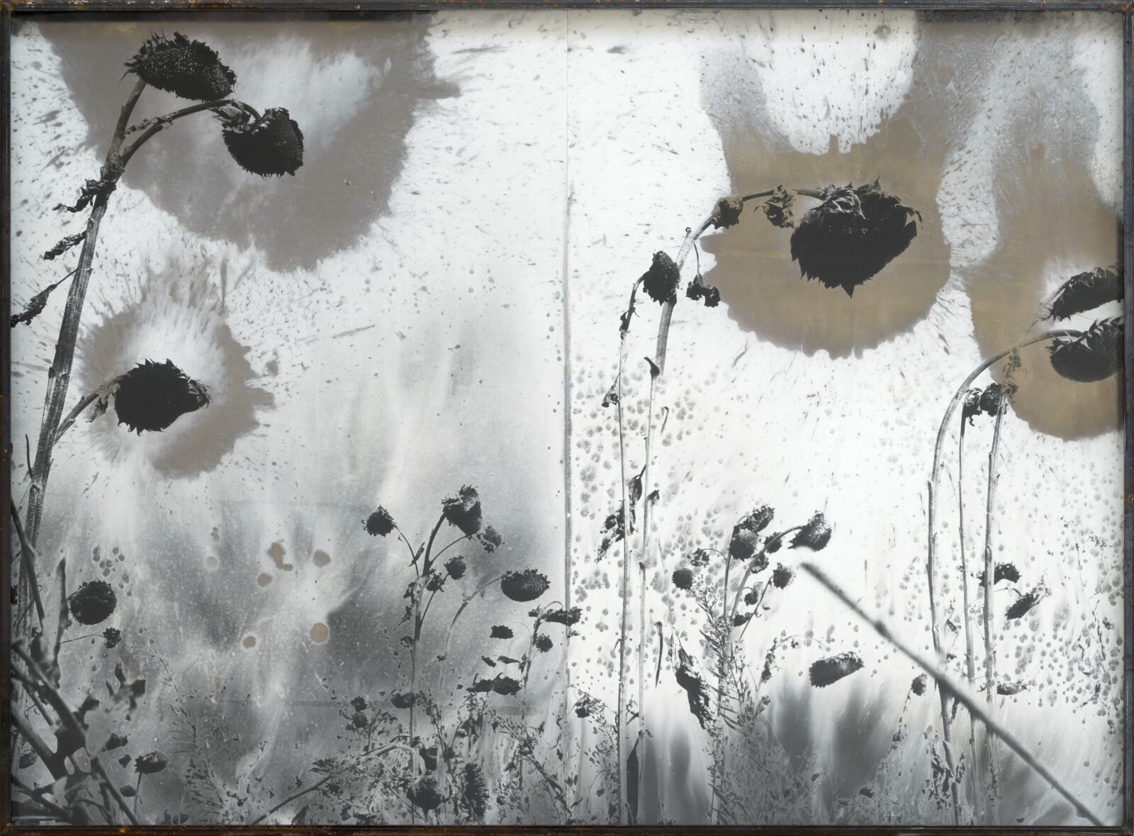 ANSELM KIEFER Les Fleurs du Mal (The Flowers of Evil), 1994–2012 Gelatin silver print with silver toner, in steel frame 55 1/2 x 75 3/16 x 3 15/16 inches (141 x 191 x 10 cm) © Anselm Kiefer Photo: Charles Duprat Courtesy Gagosian